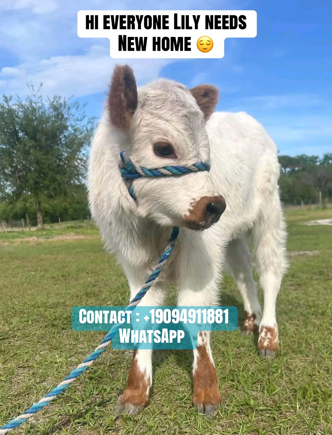 @landycows3