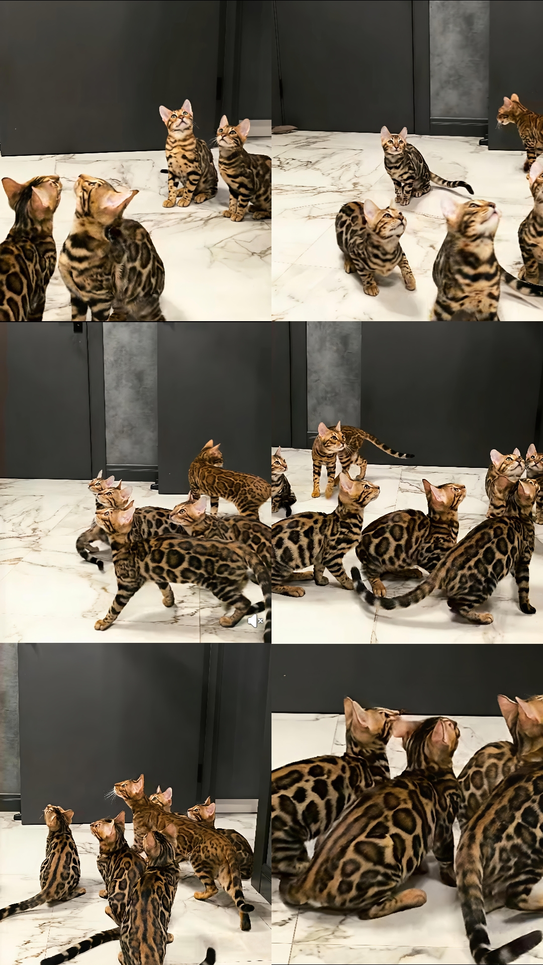 @豹貓老爹