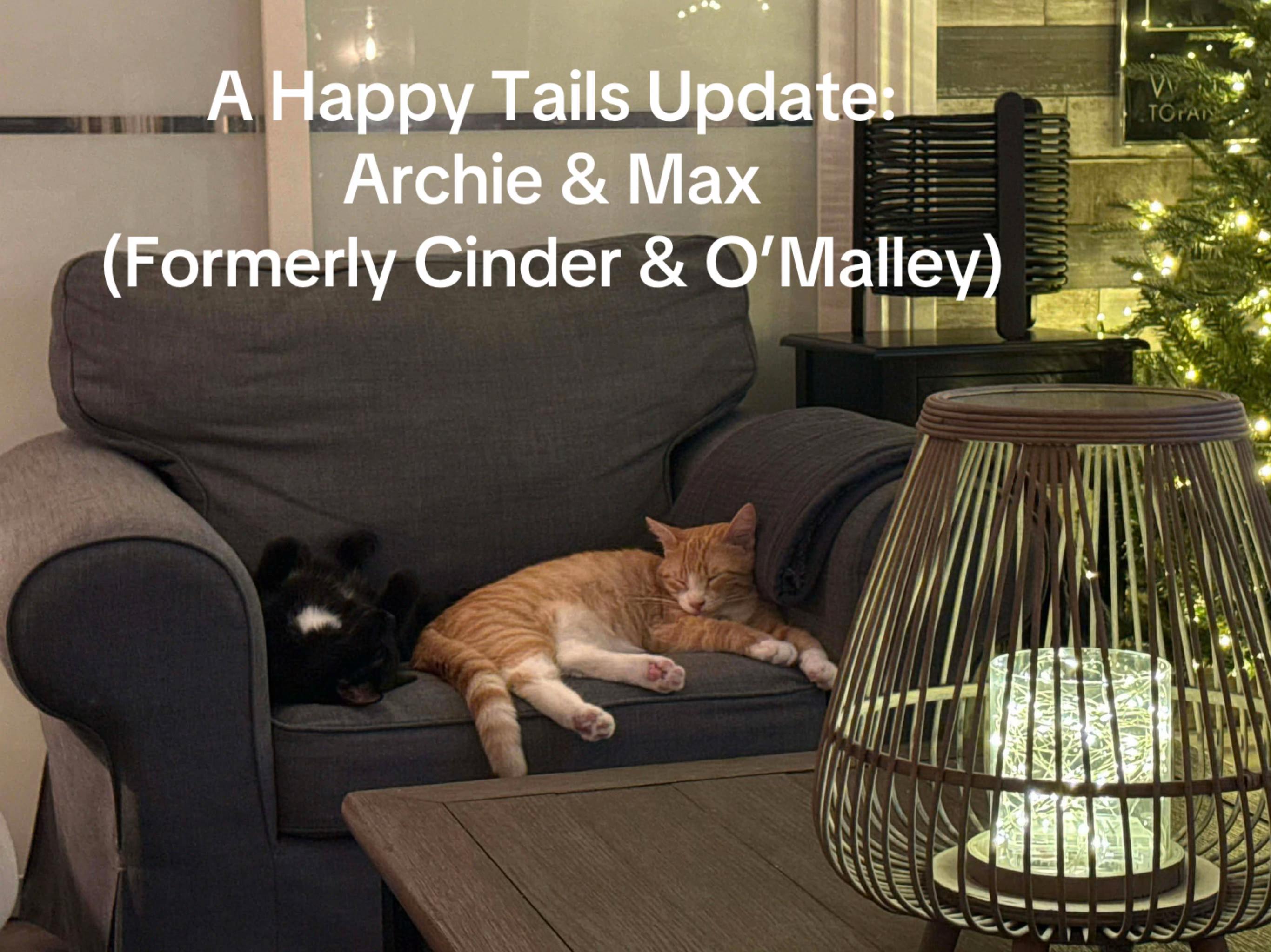 @North Toronto Cat Rescue