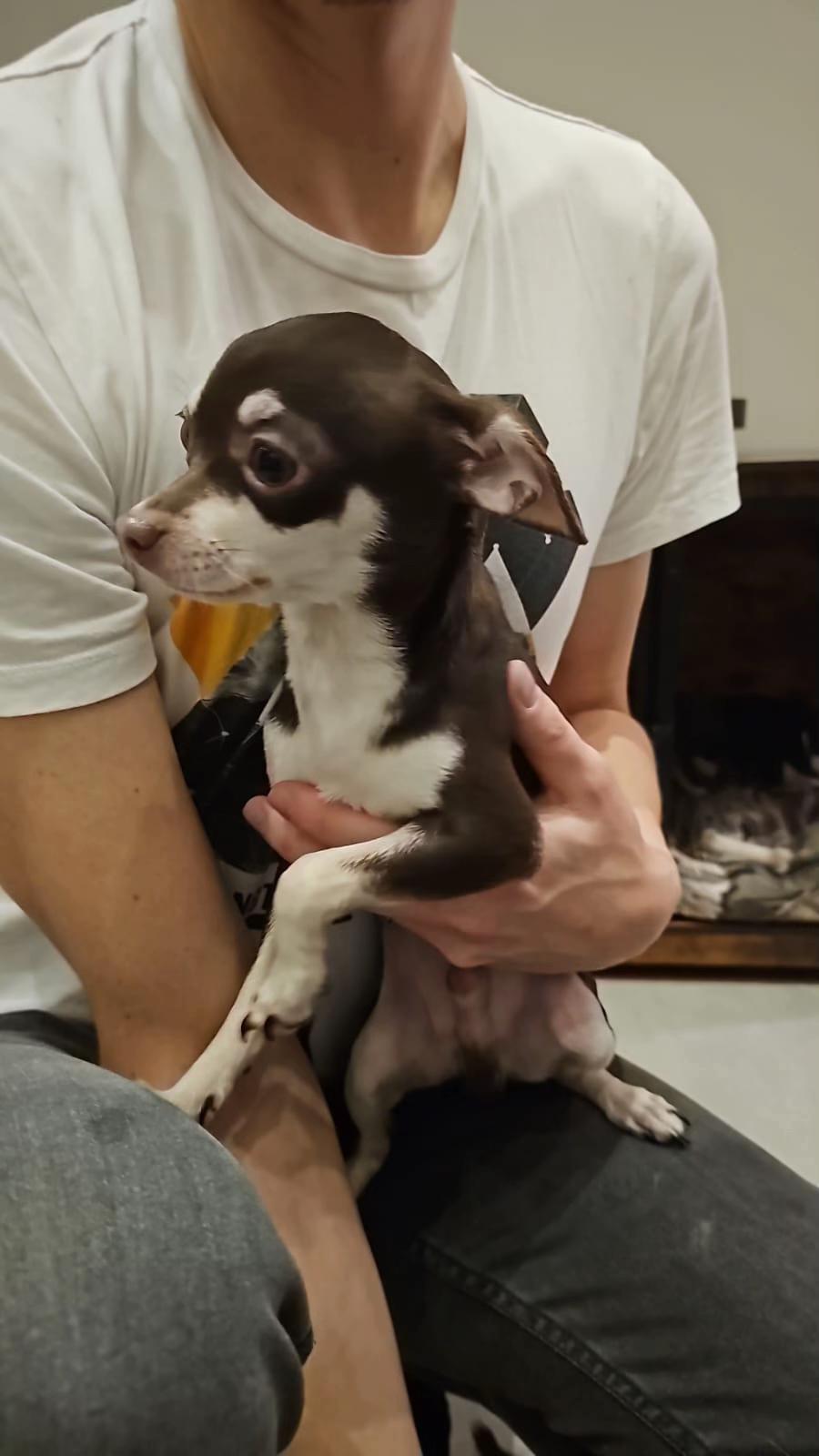@Suffolk Chihuahuas
