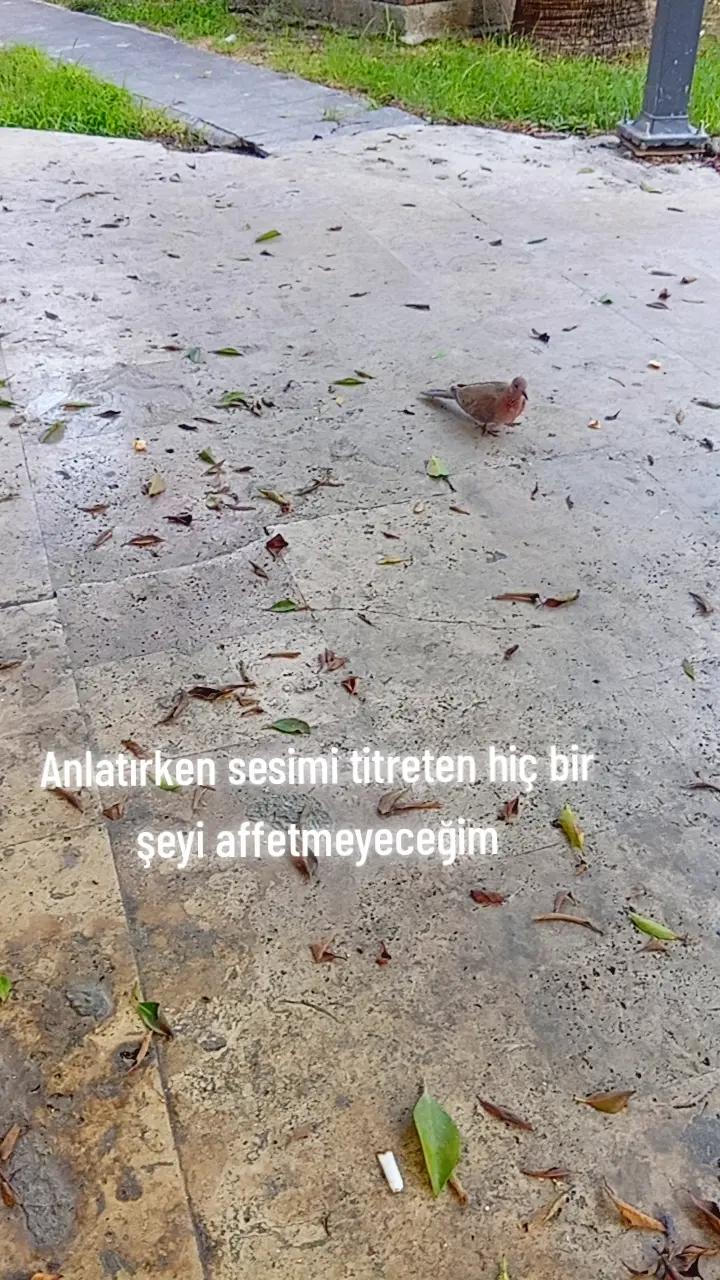 @Ay Işığı