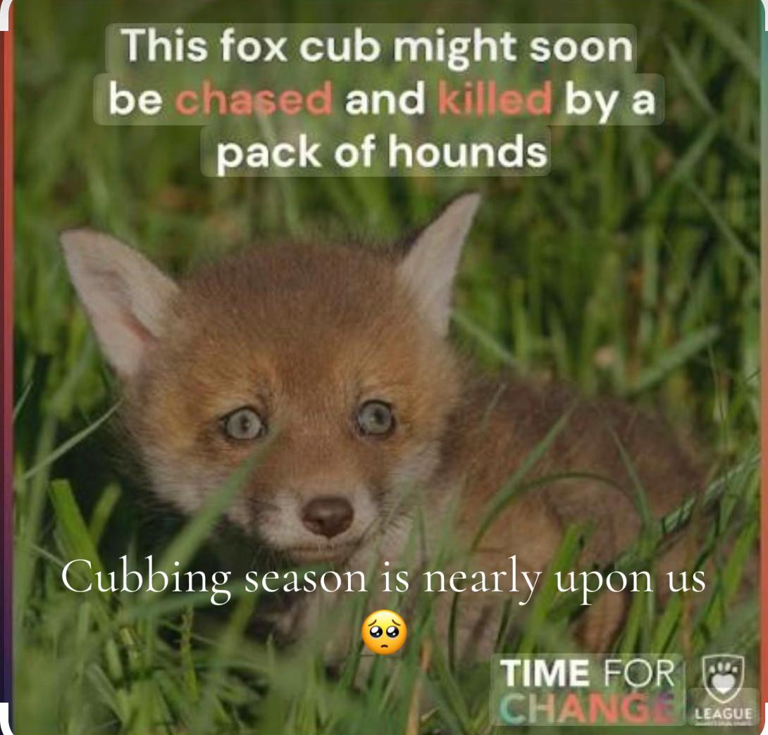 @Love foxes