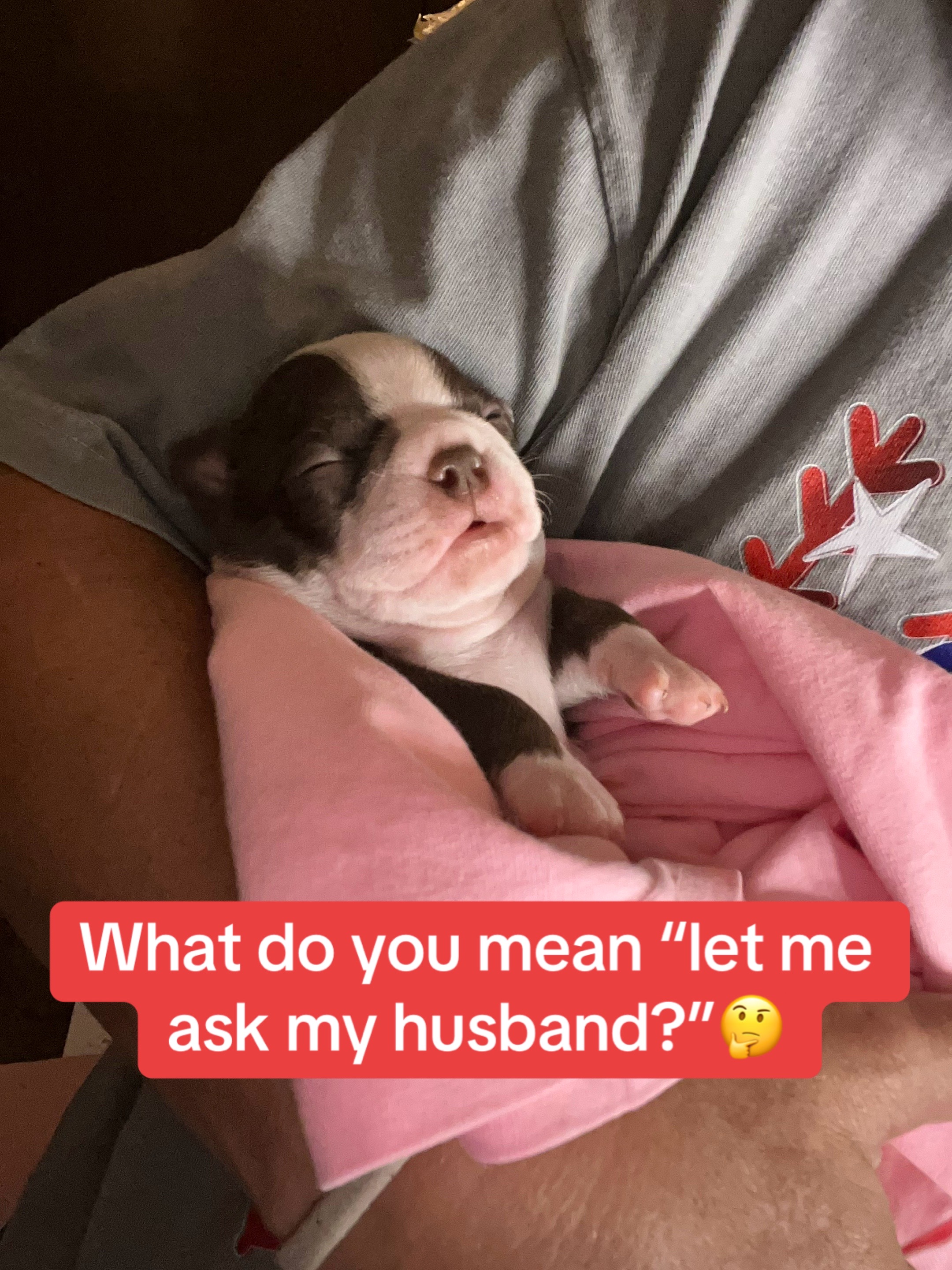 @SE Boston Terriers