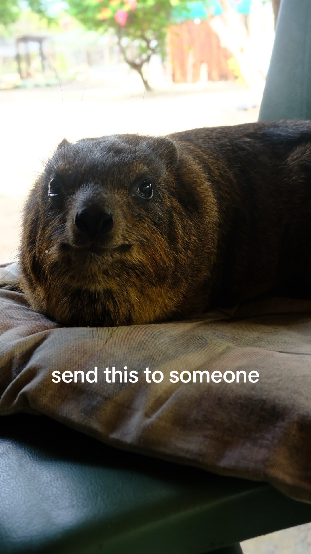 @Hyraxhub