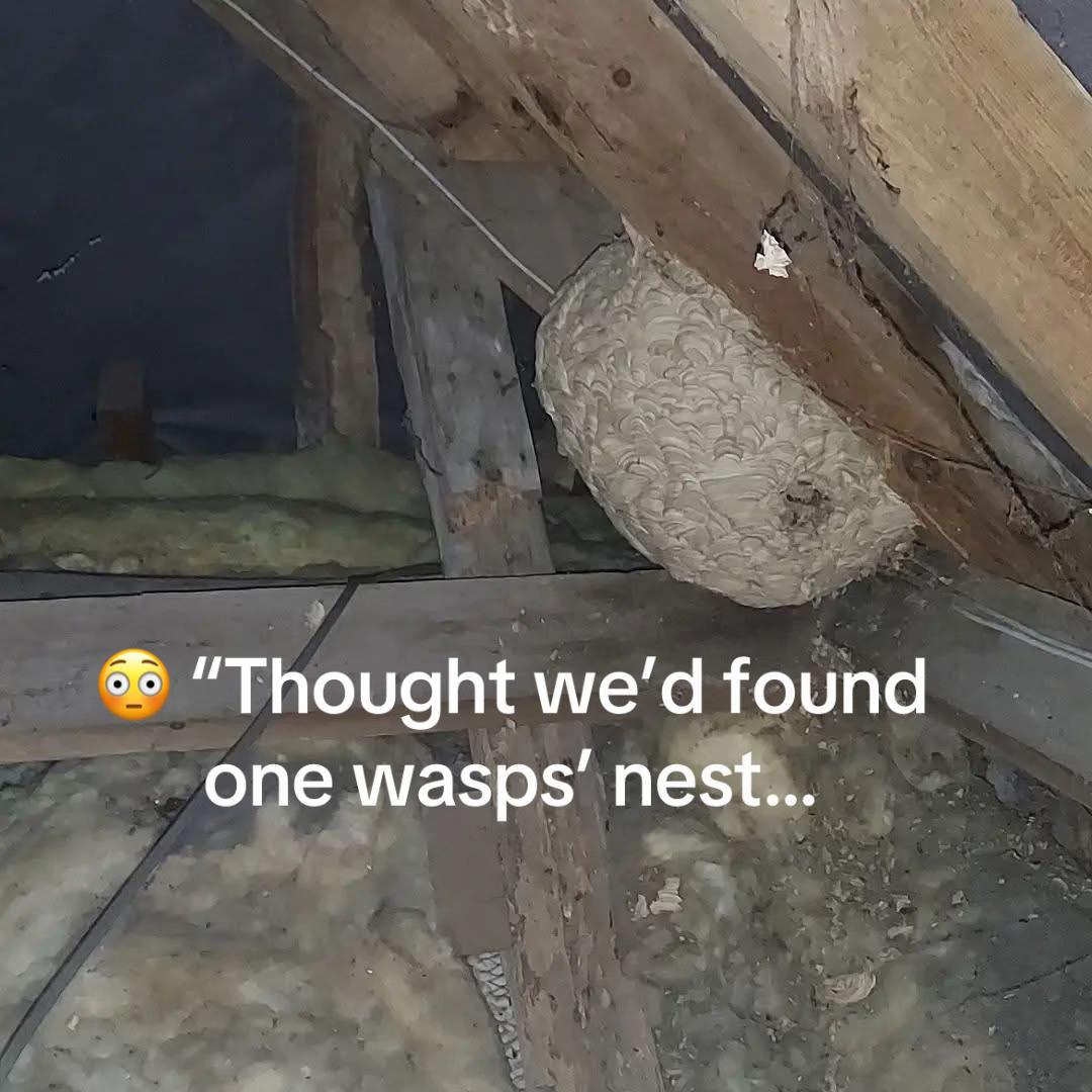 @Imperium Pest Control