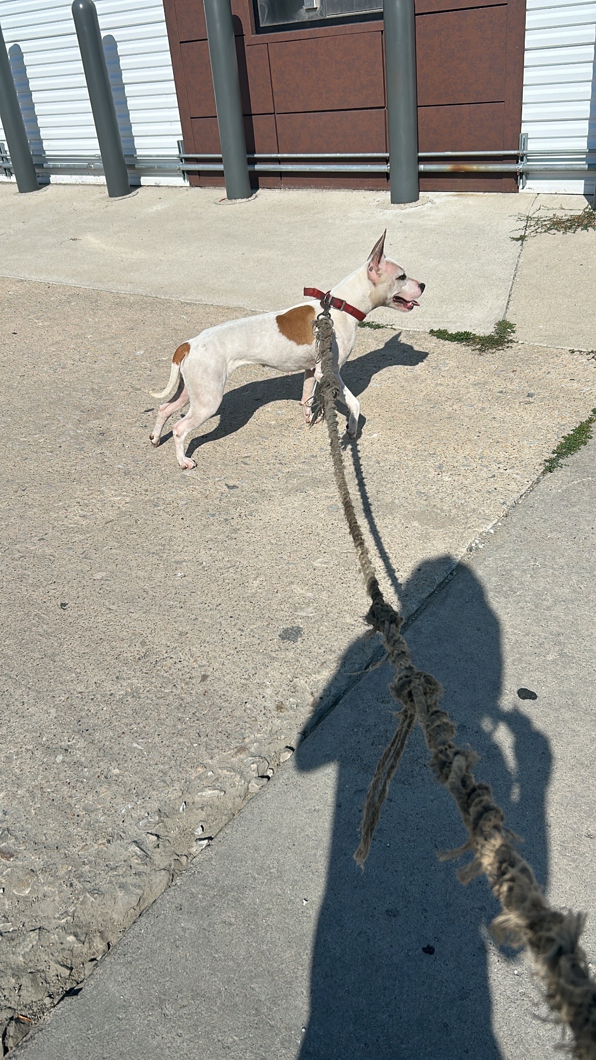 @themreal_hounds