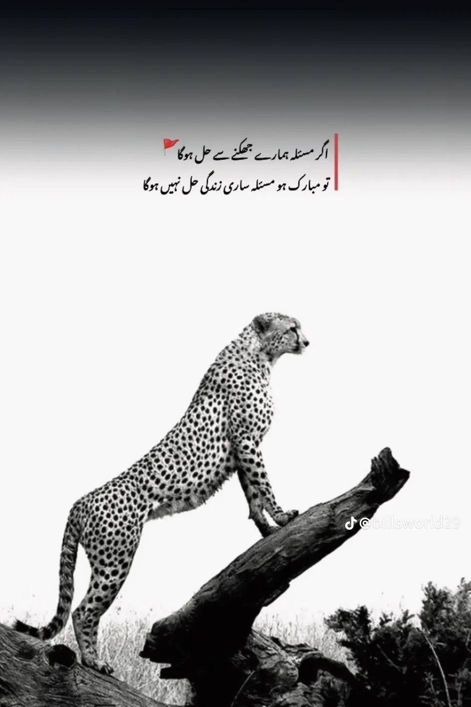 @🦁MIRZA🦅