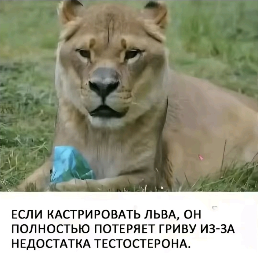 @нудлекс