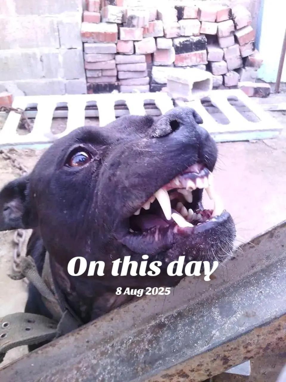 @SAAPBT_GAMEDOGS