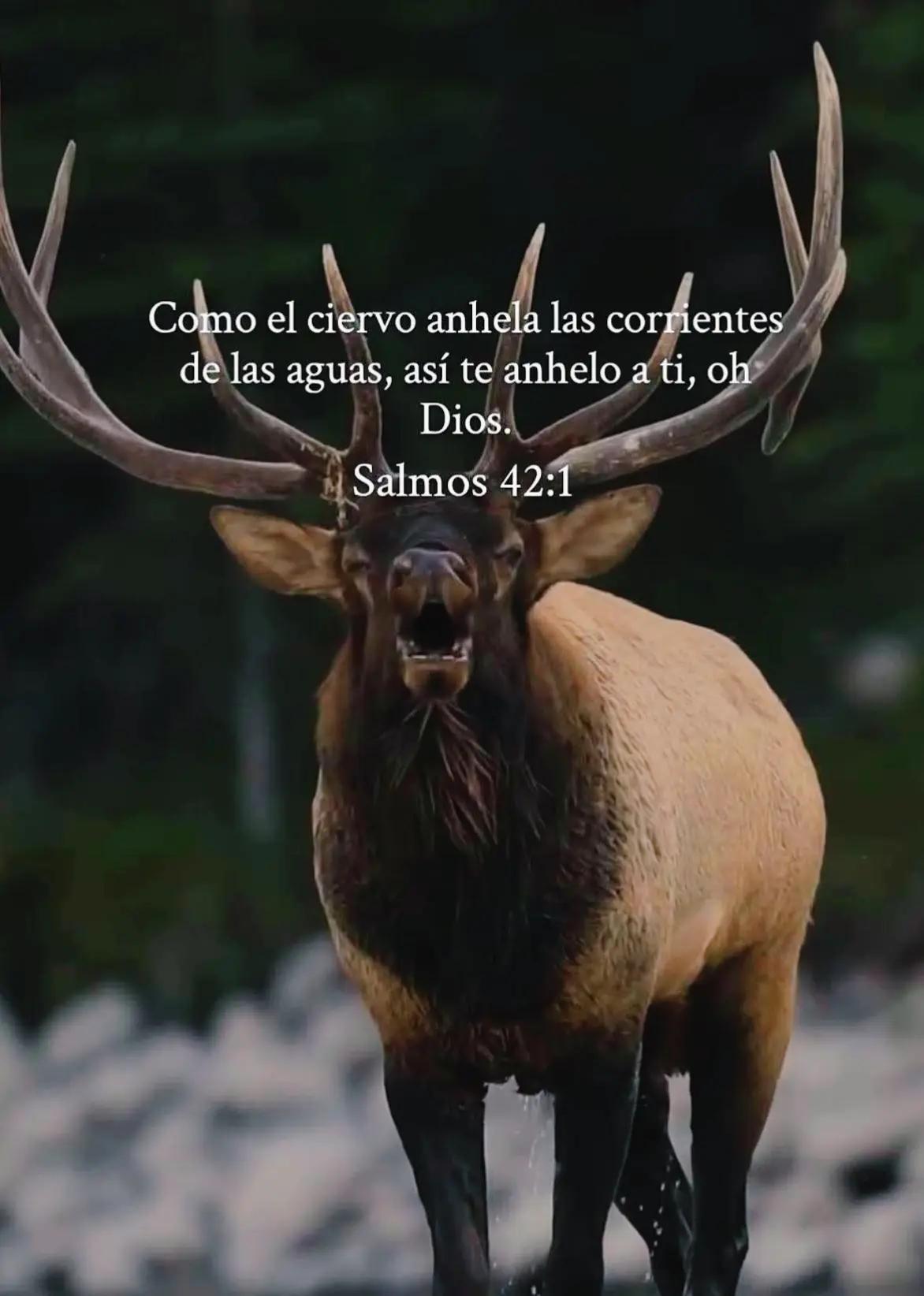 @Adoradores de Jesucristo