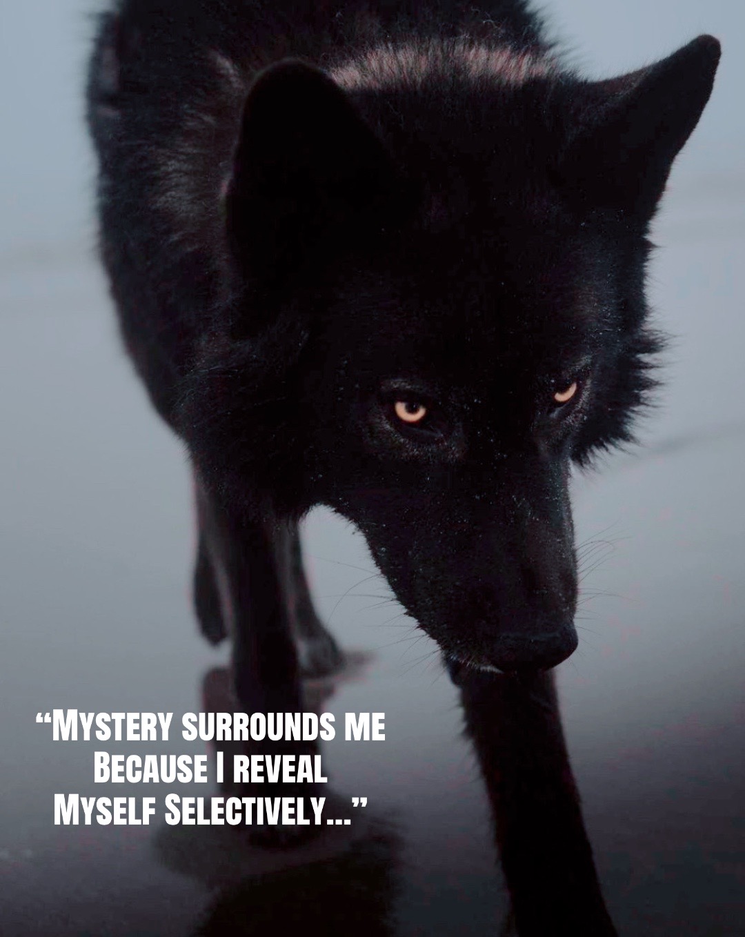 @🪬Conscious_LoneWolf🐺