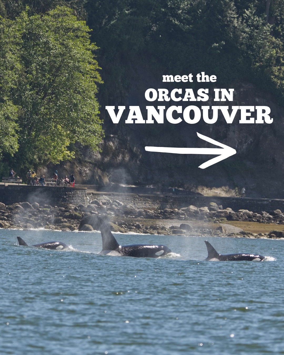 @The Orca Man