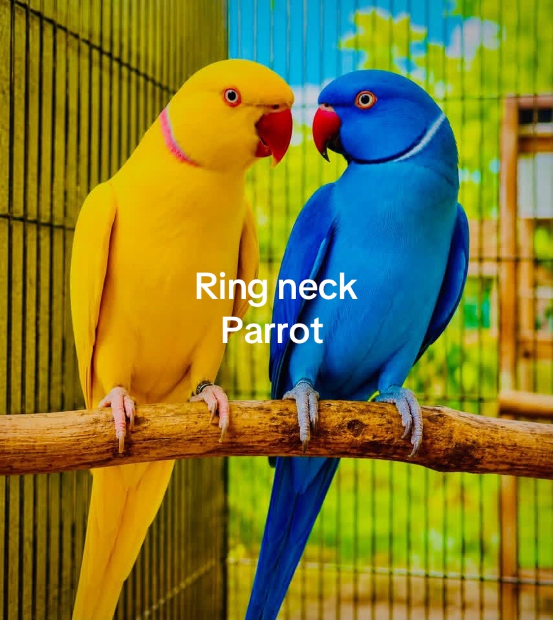 @Ring-necked Parakeets