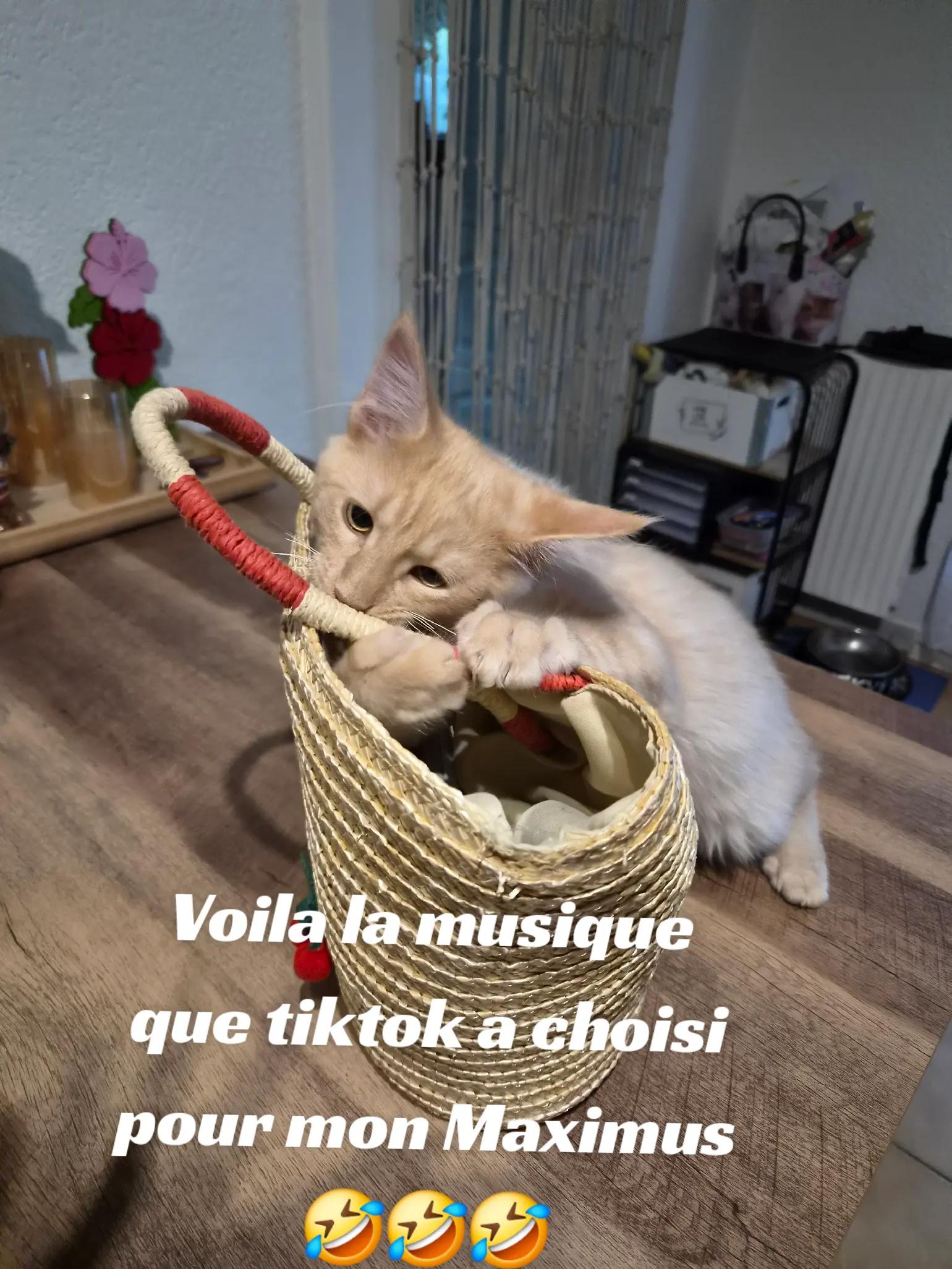 @Caro Tatoon