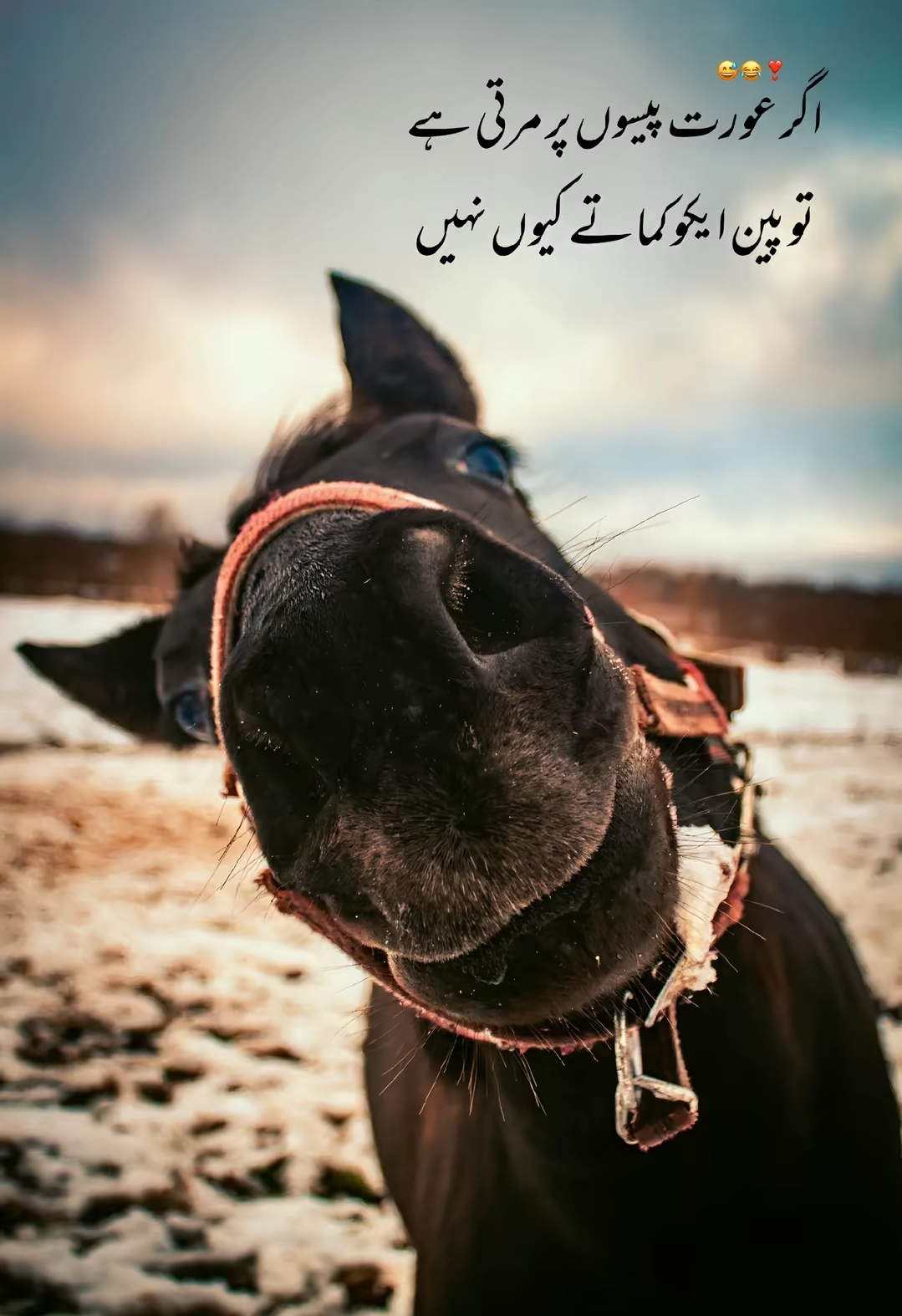 @AYESHA Rajpoot🌹