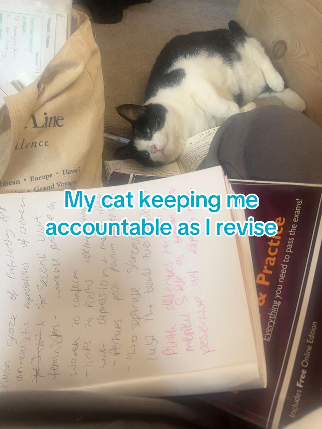 @Rosie 🥭🦊🐆🌻🫧🍋&zwj;🟩🌌🪩🩵