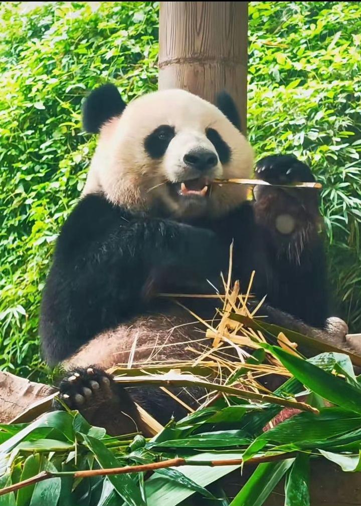 @熊猫妹珠🐼