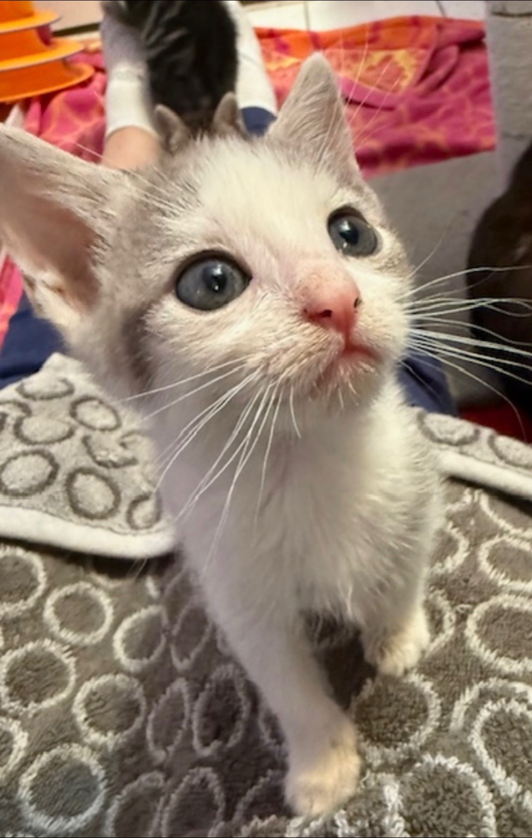 @Fancy Cats Rescue Team