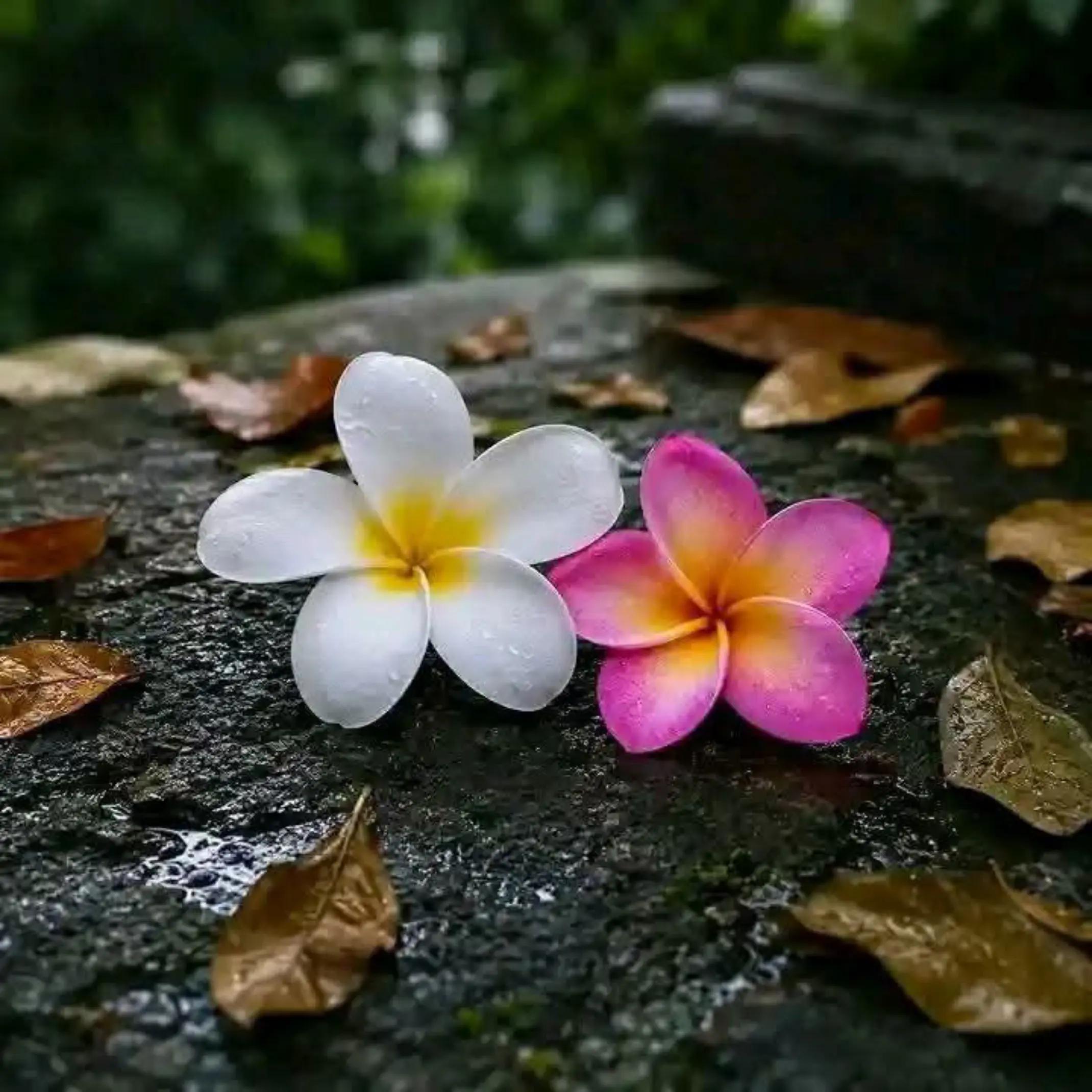 @🥀🥀রাইসা জাহান 🥀🥀