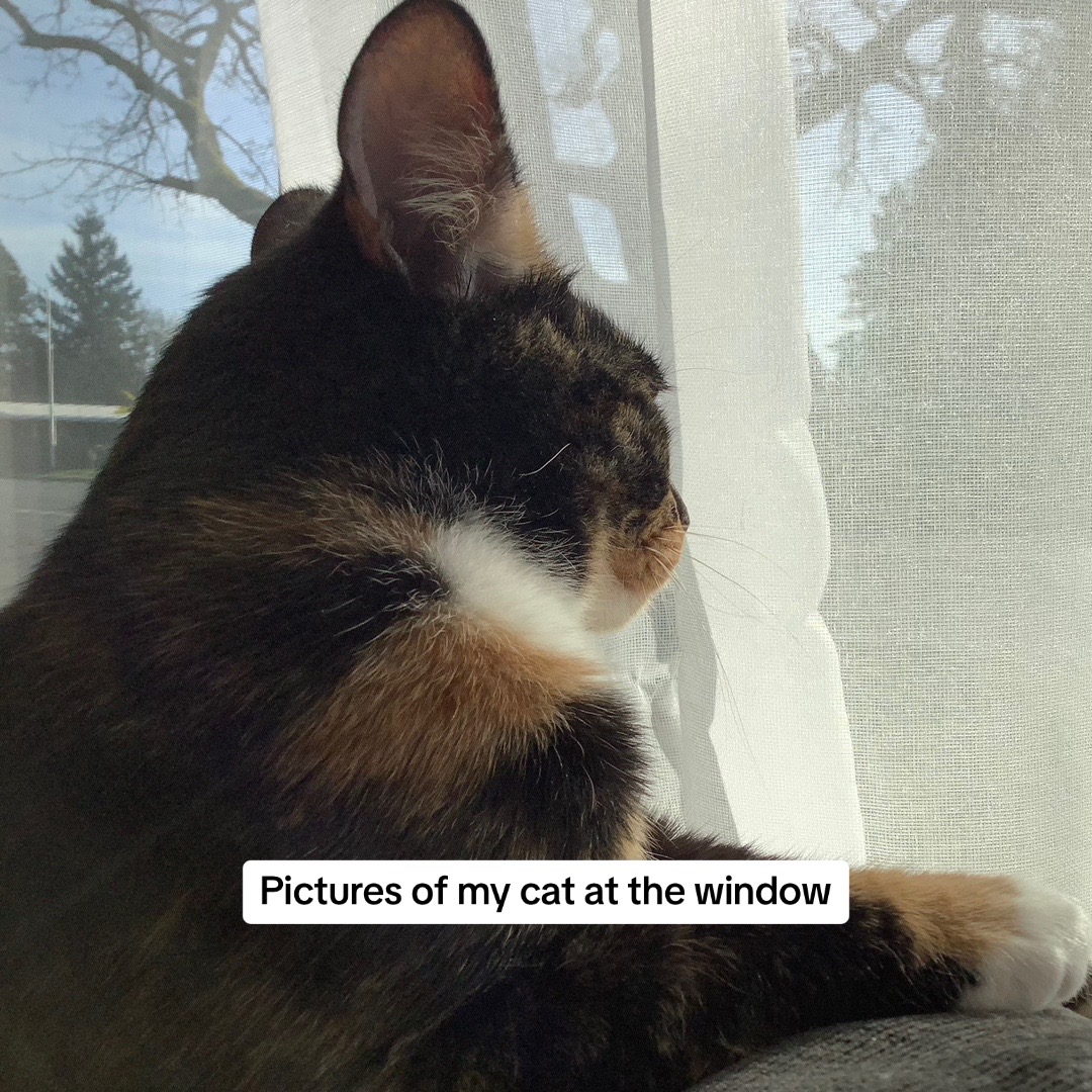 @🐾🐈🖤🤍🧡