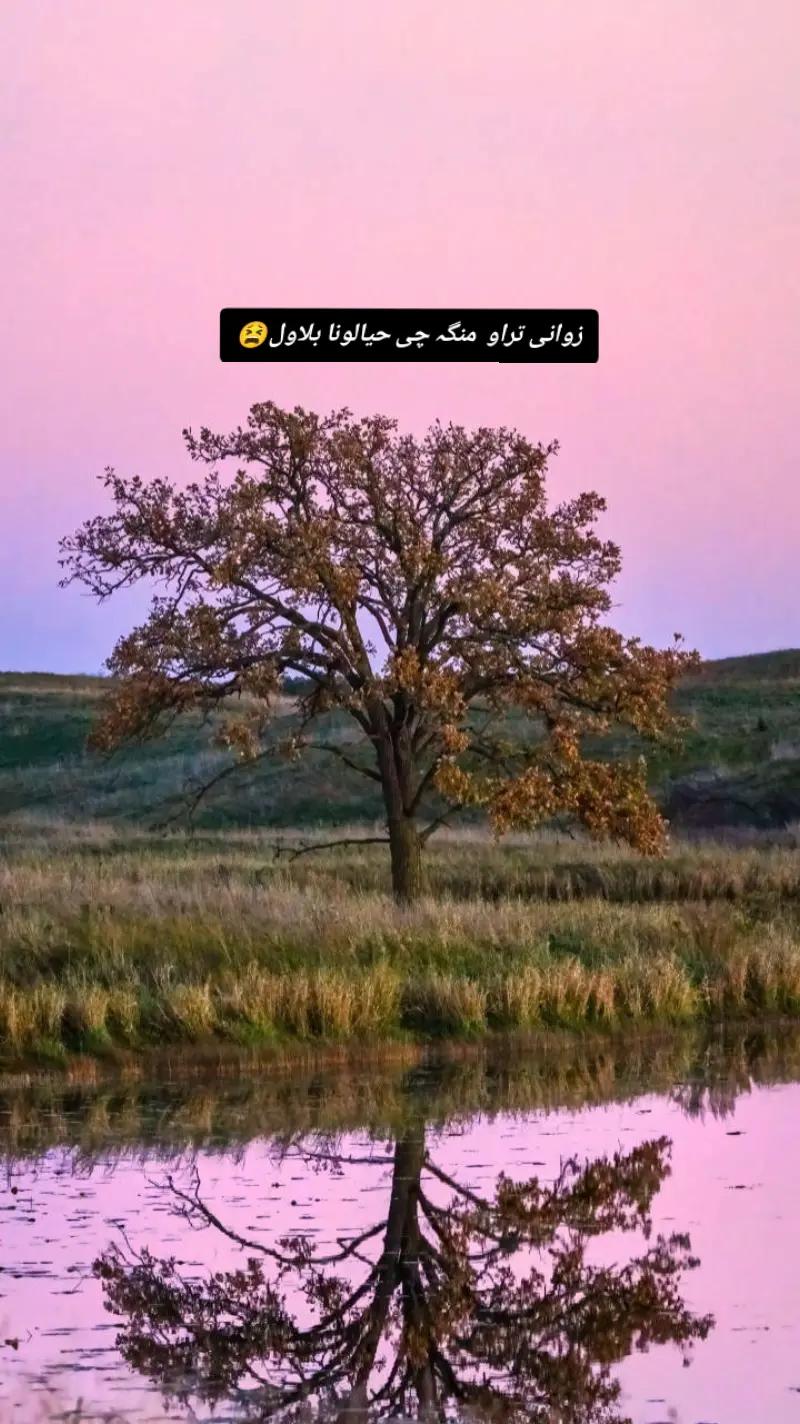 @🍃𝓐𝓛𝓲 𝓑𝓱𝓪𝓲 ⁷⁶❤️