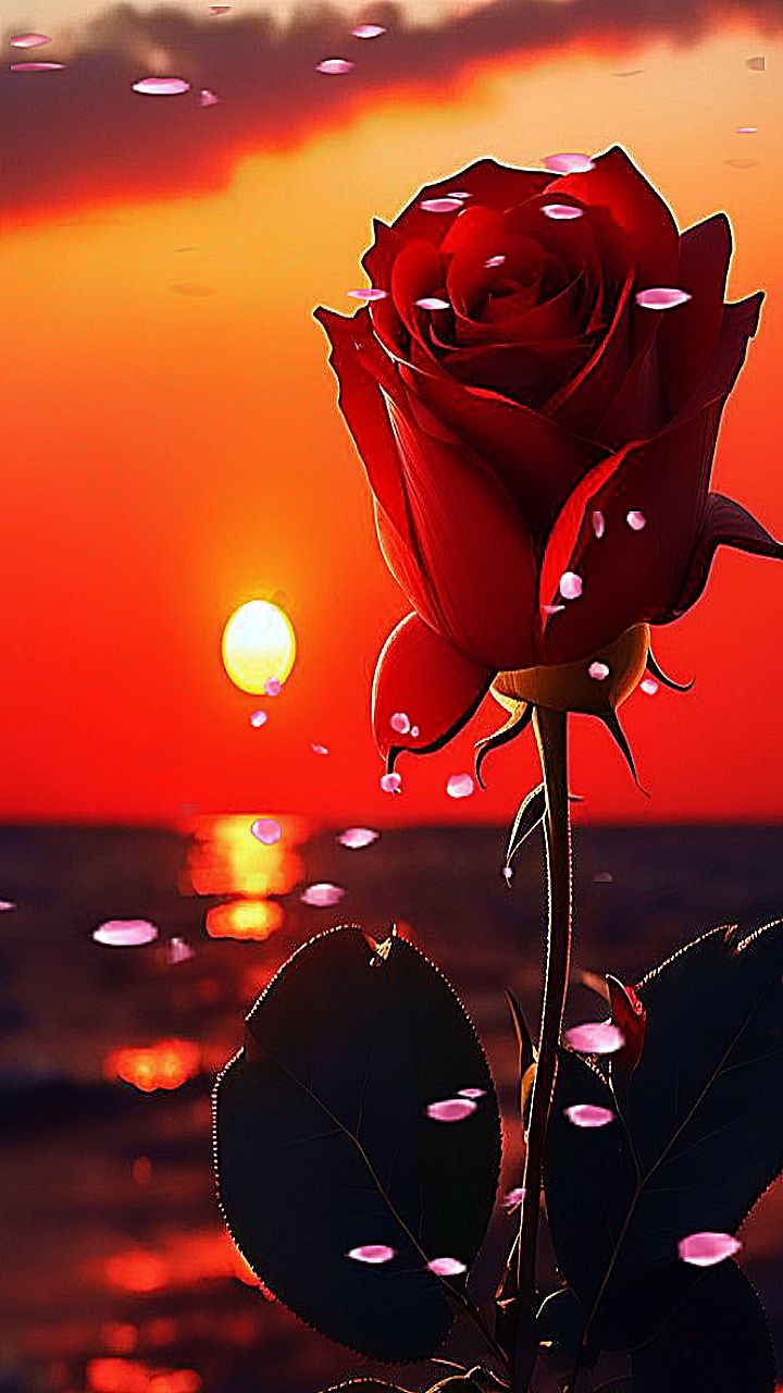 @محمد الطعواطي