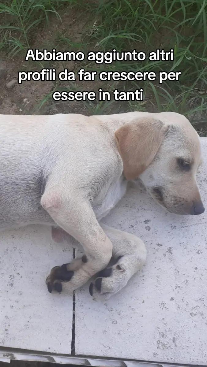 @ANIMALISTI DI FROSINONE
