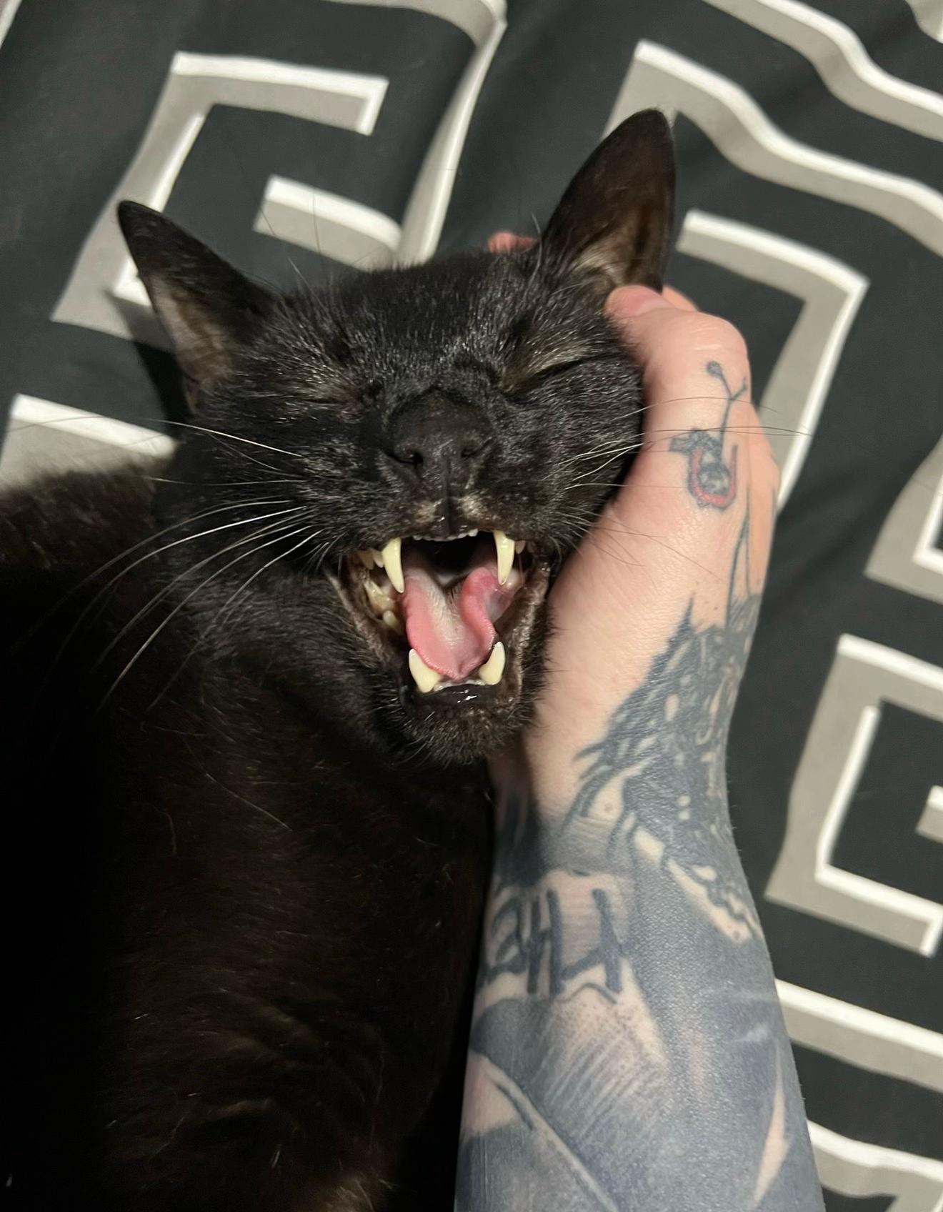 @Teefie_tribe 🐈&zwj;⬛🐈&zwj;⬛🐈🦷🦷
