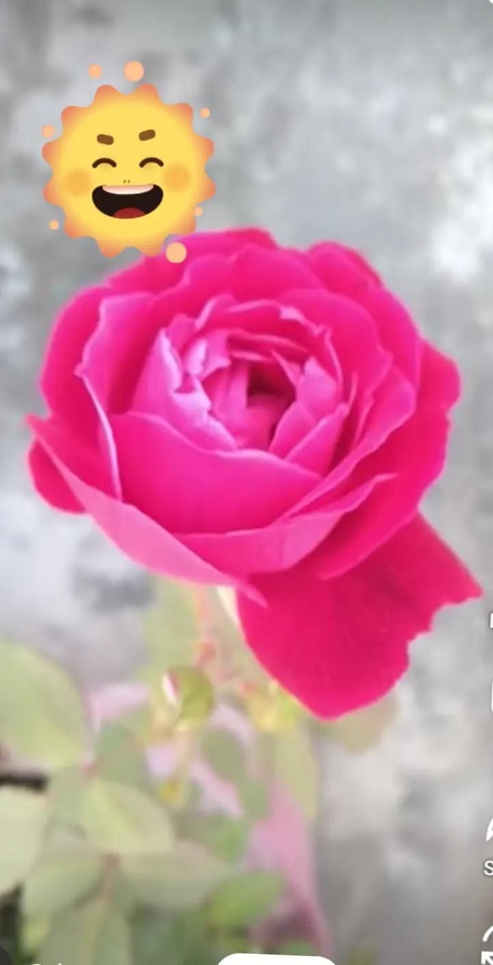 @DIL KA KYA KASOOR