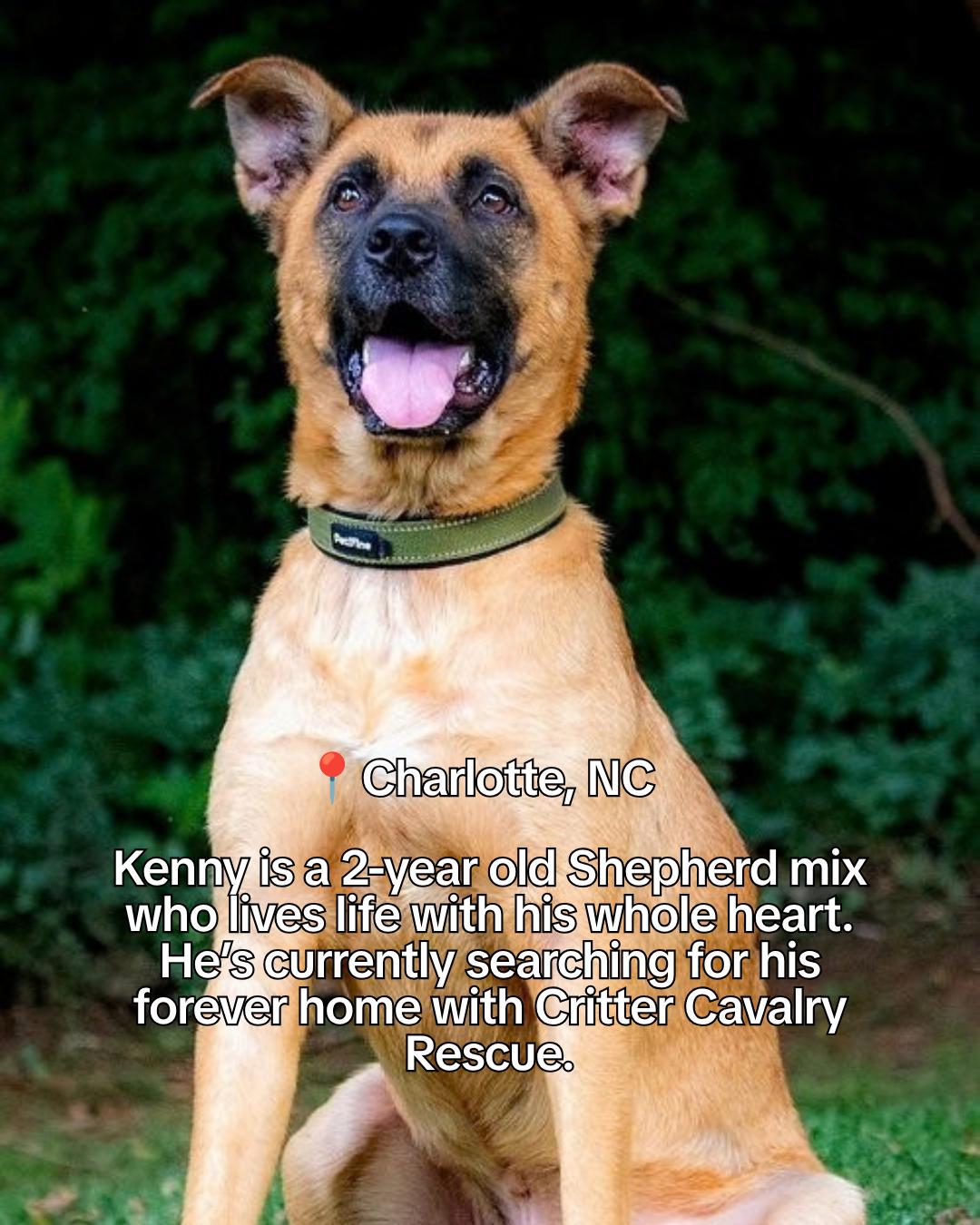 @Adopt a Pet