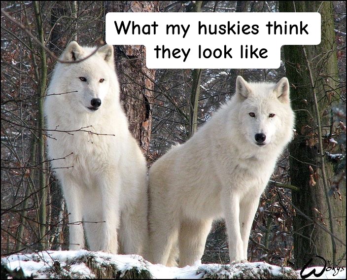 @Erza The Husky