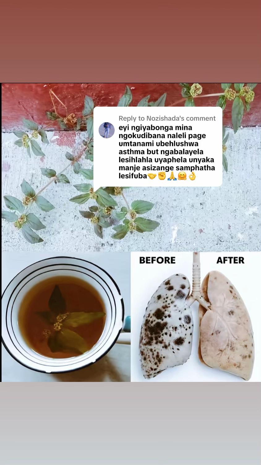@Asthma-plant_herbalshop