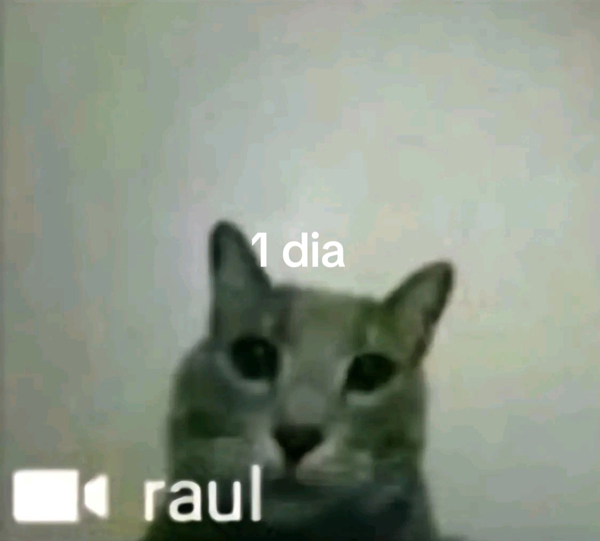 @🐱&hearts;️