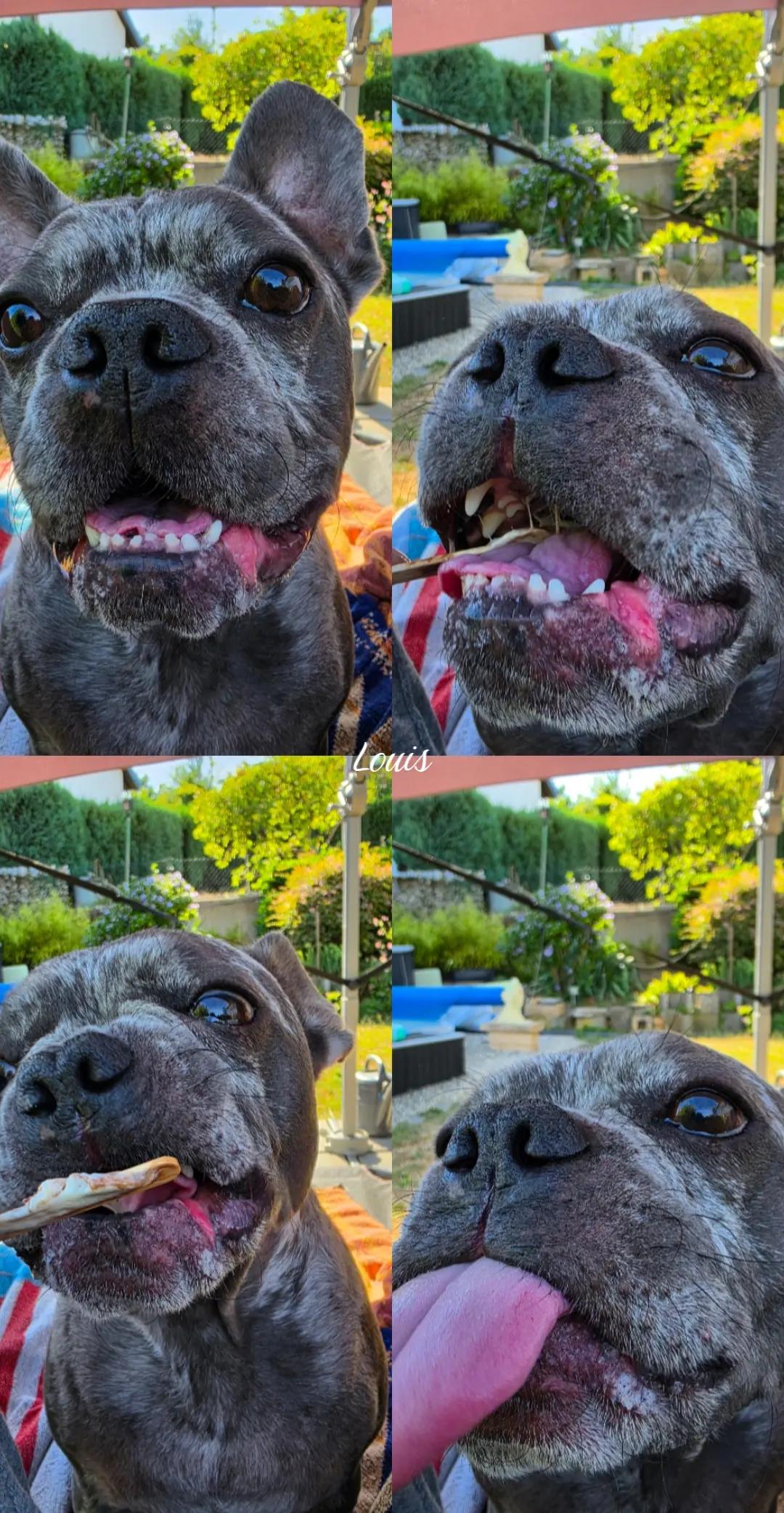 @🏳️&zwj;🌈ⱼₐcₖy_ᵤₙd_ᵢₕᵣₑ_Bᵤₗₗyₛ🐶