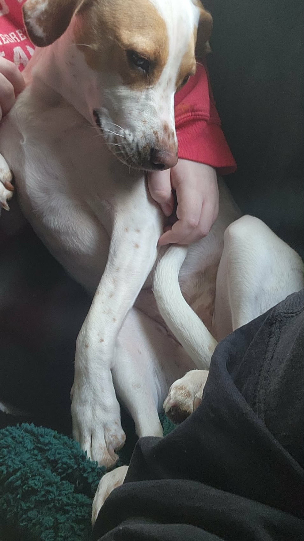 @Sproutie 🐶