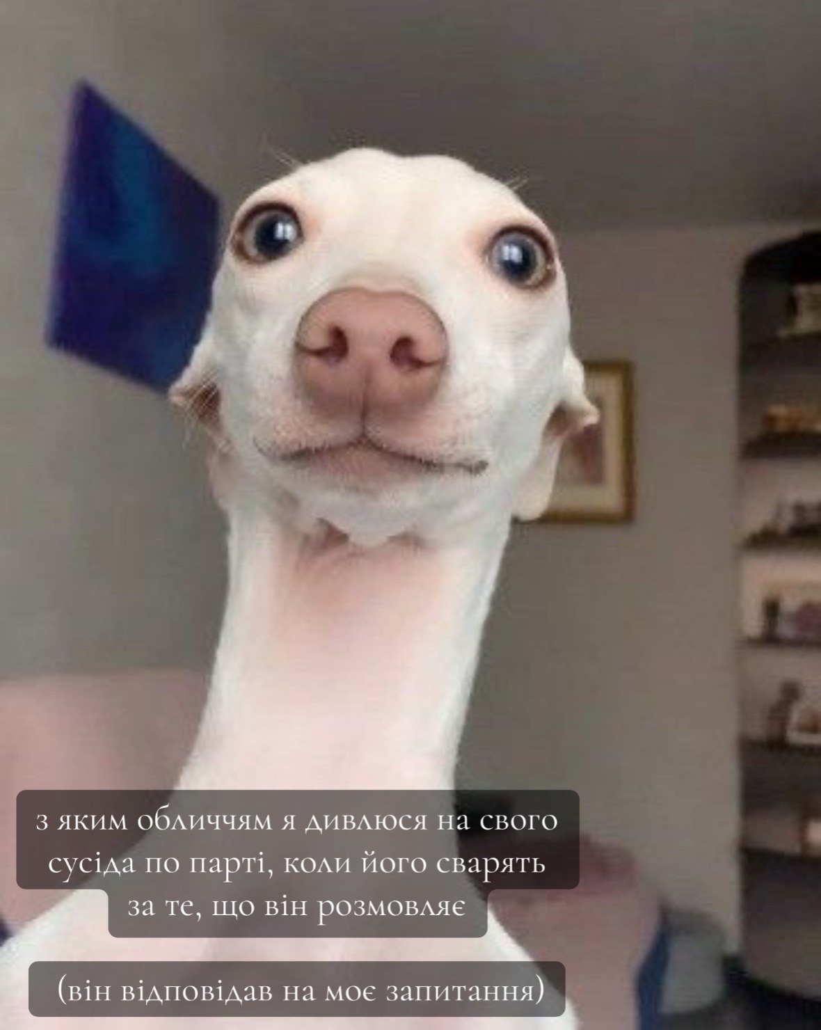@ieuuniversityy