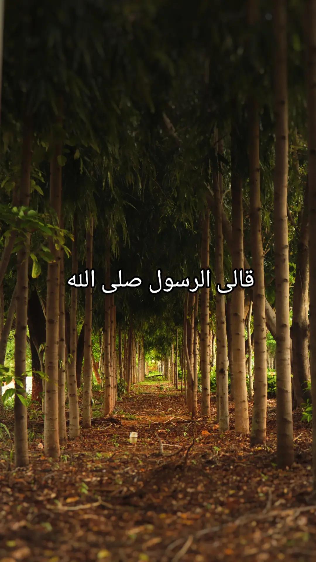 @القرآن الكريم