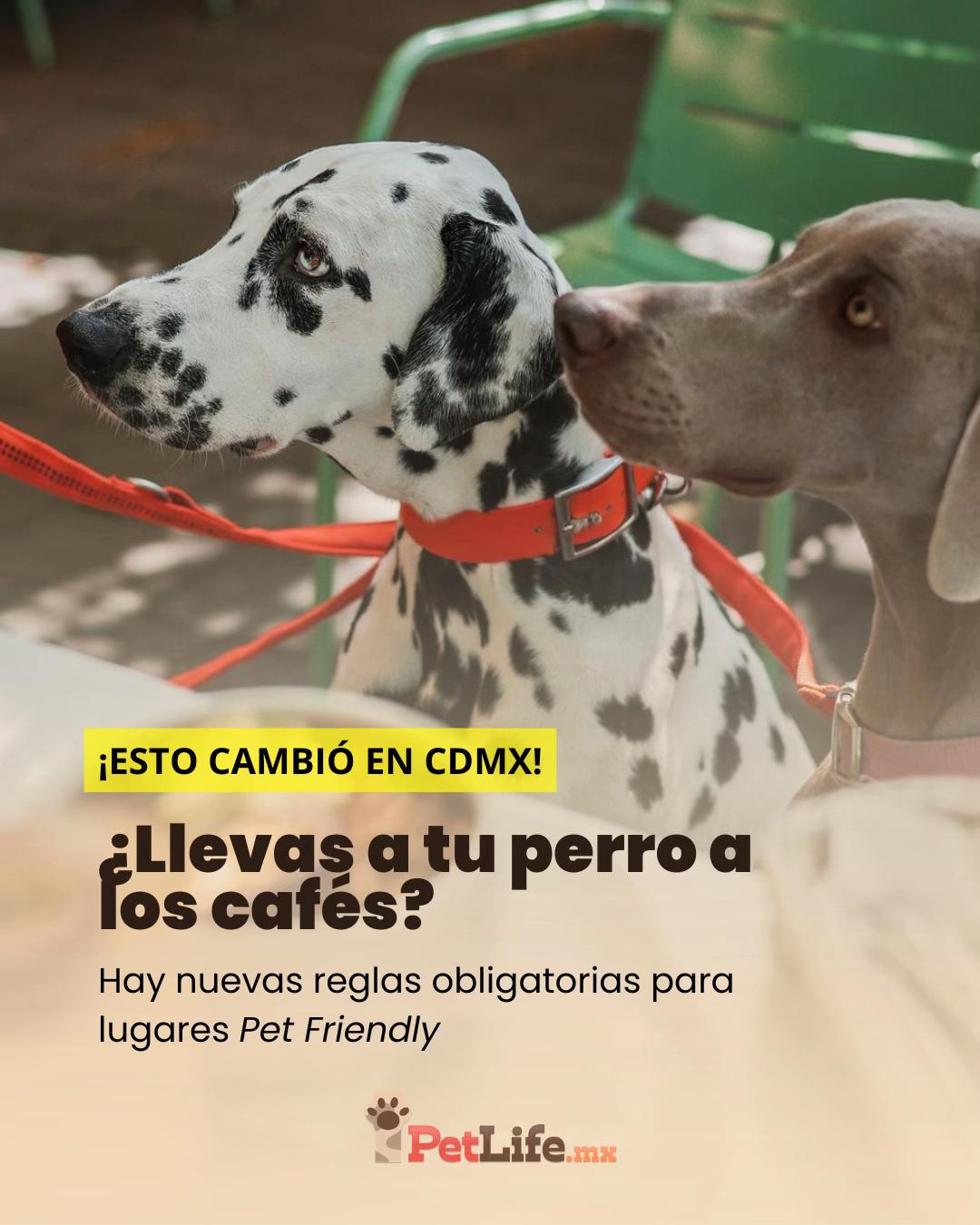@Petlife