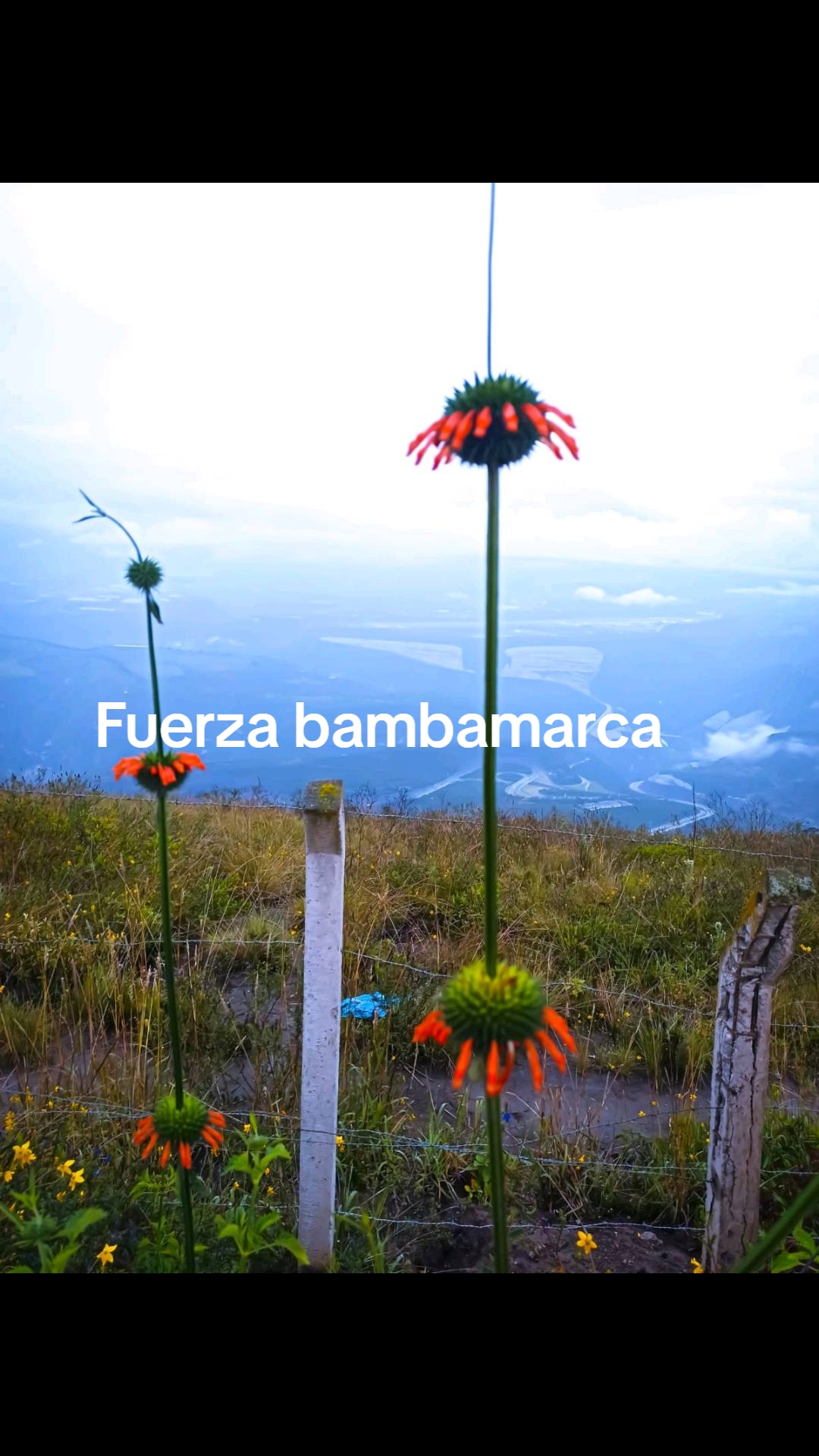 @Celmira