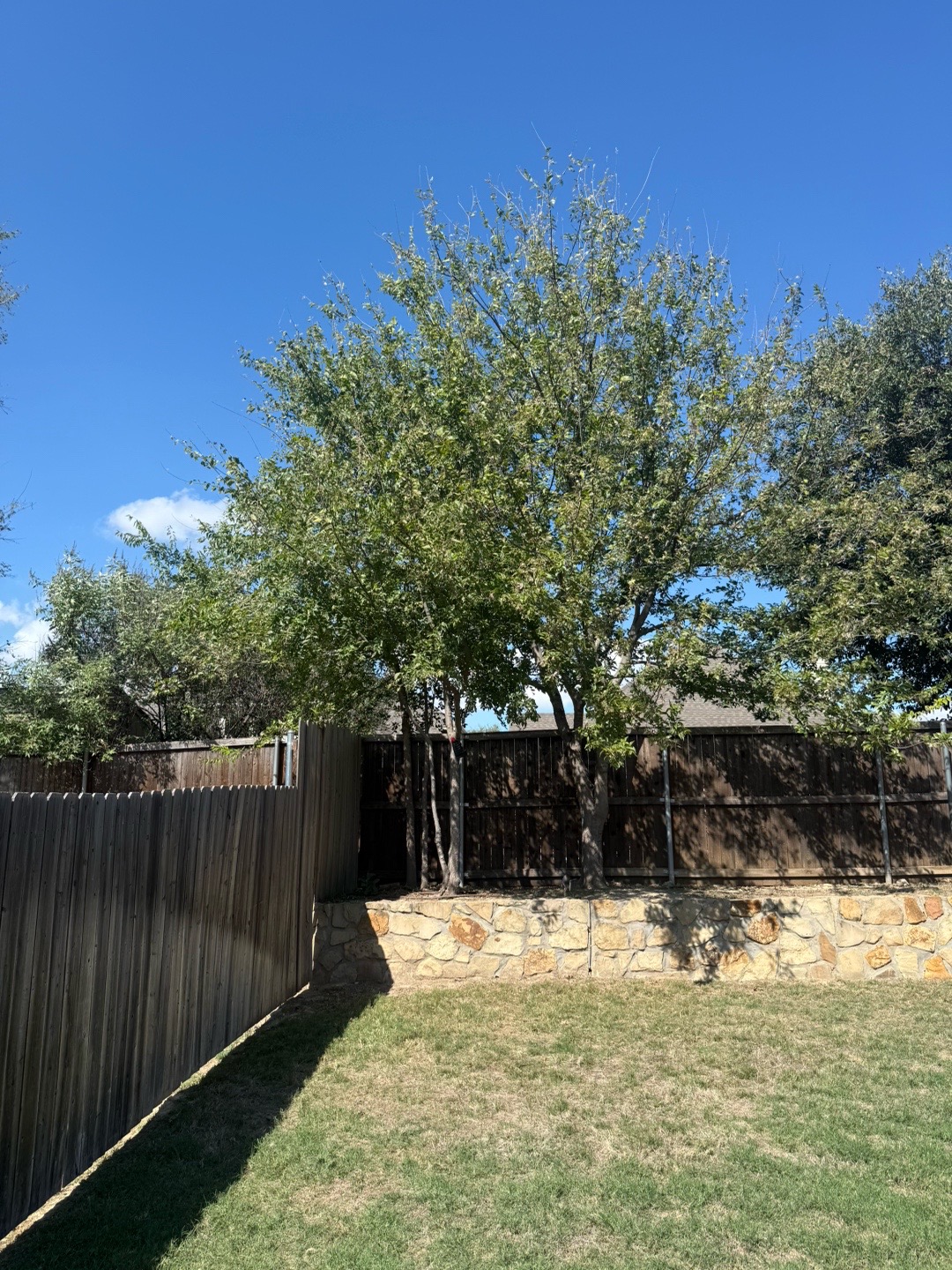 @Live Oak Tree Service