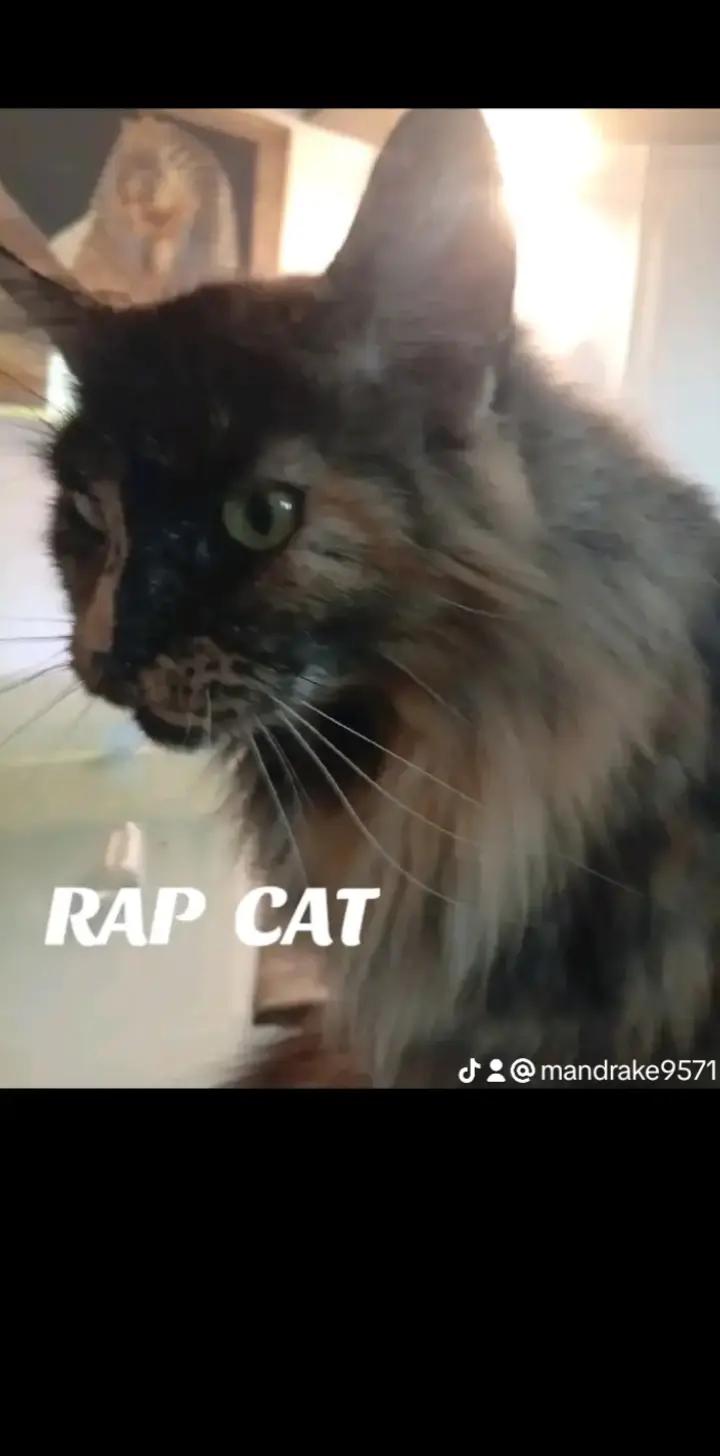 @RAP CAT