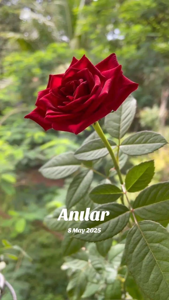 @G&uuml;ls&uuml;n 48