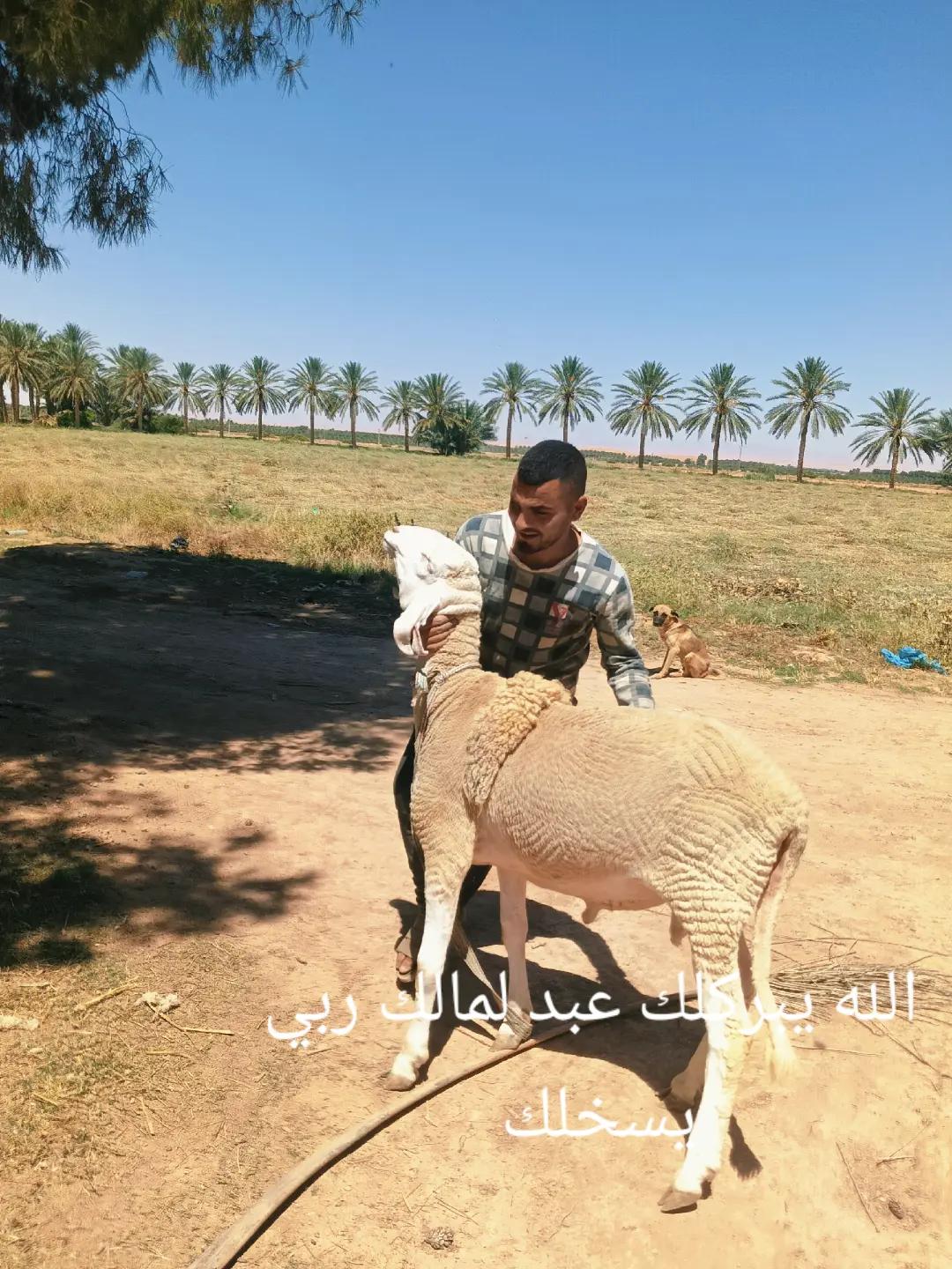 @Bouzyid Bouzyid Bacha