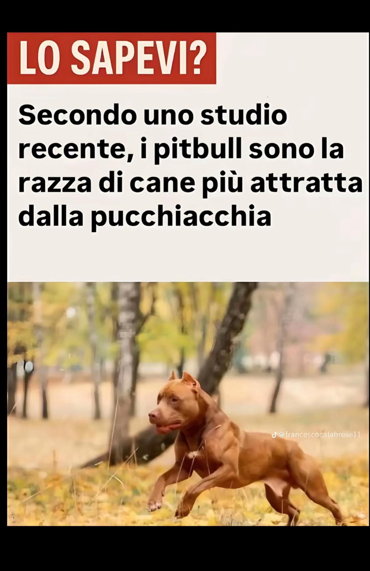 @luigii_exe