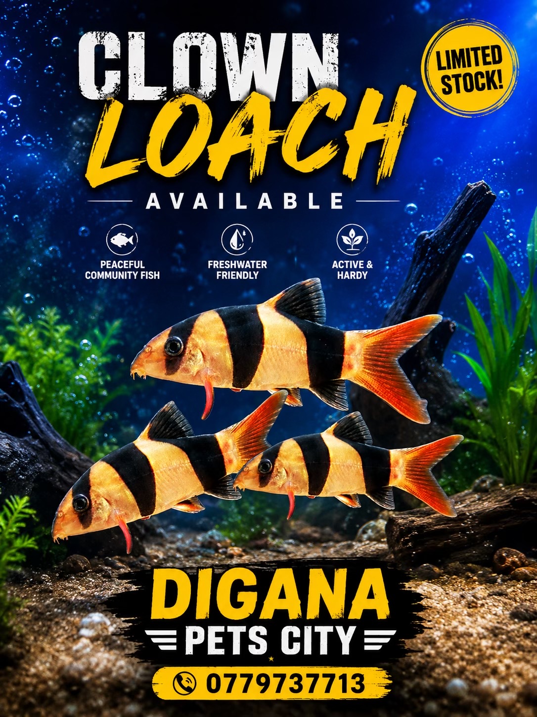 @Digana pets city