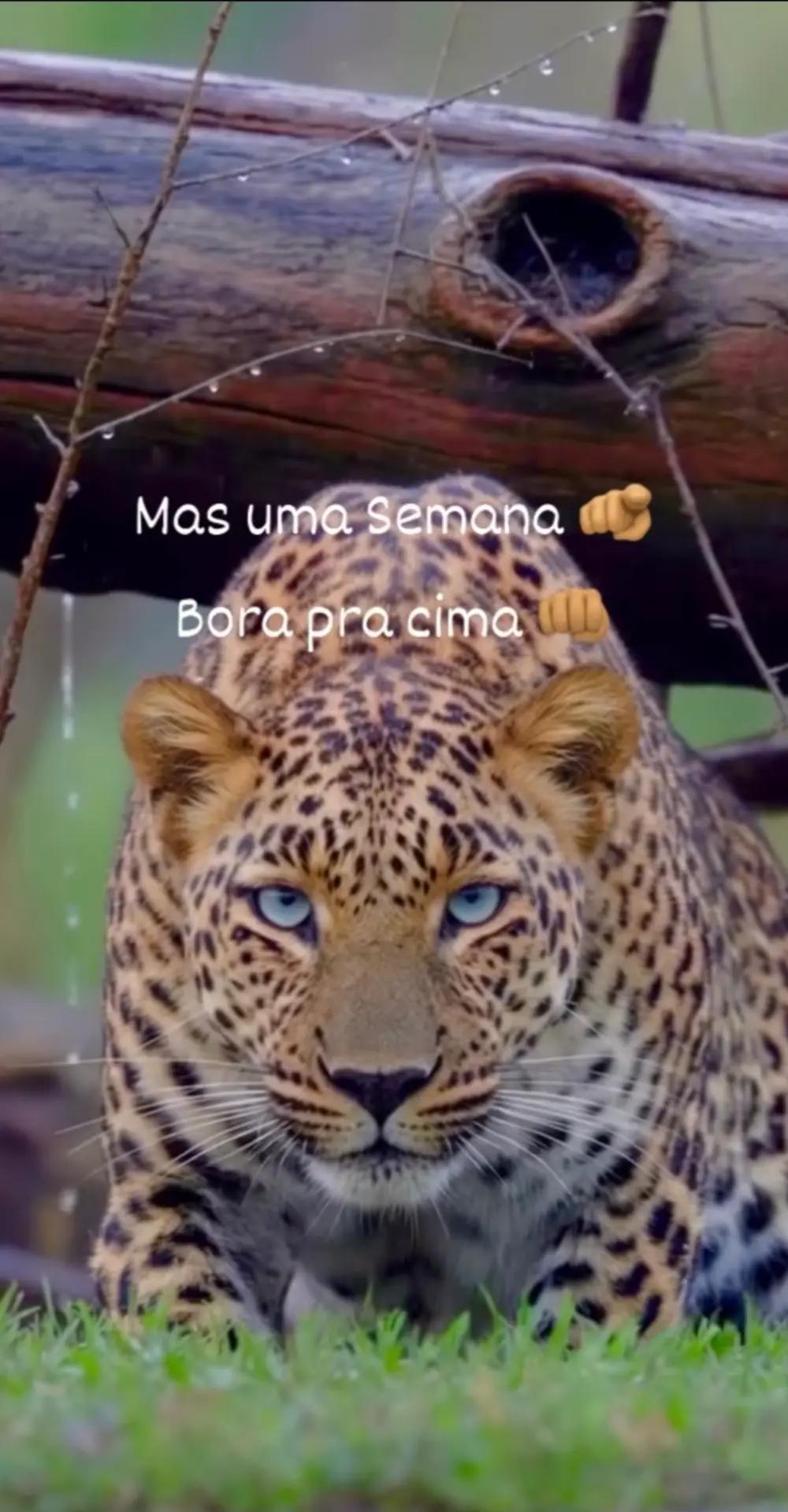 @aureliocampusano
