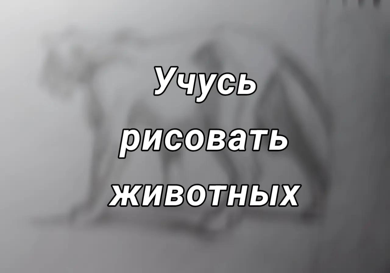 @⋆𝑶𝒔𝒂𝒎𝒖 𝒎𝒐𝒊 𝑷𝒂𝒑𝒂💗