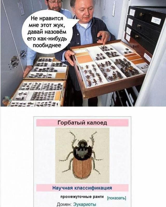 @Ppatr1ott мемчик