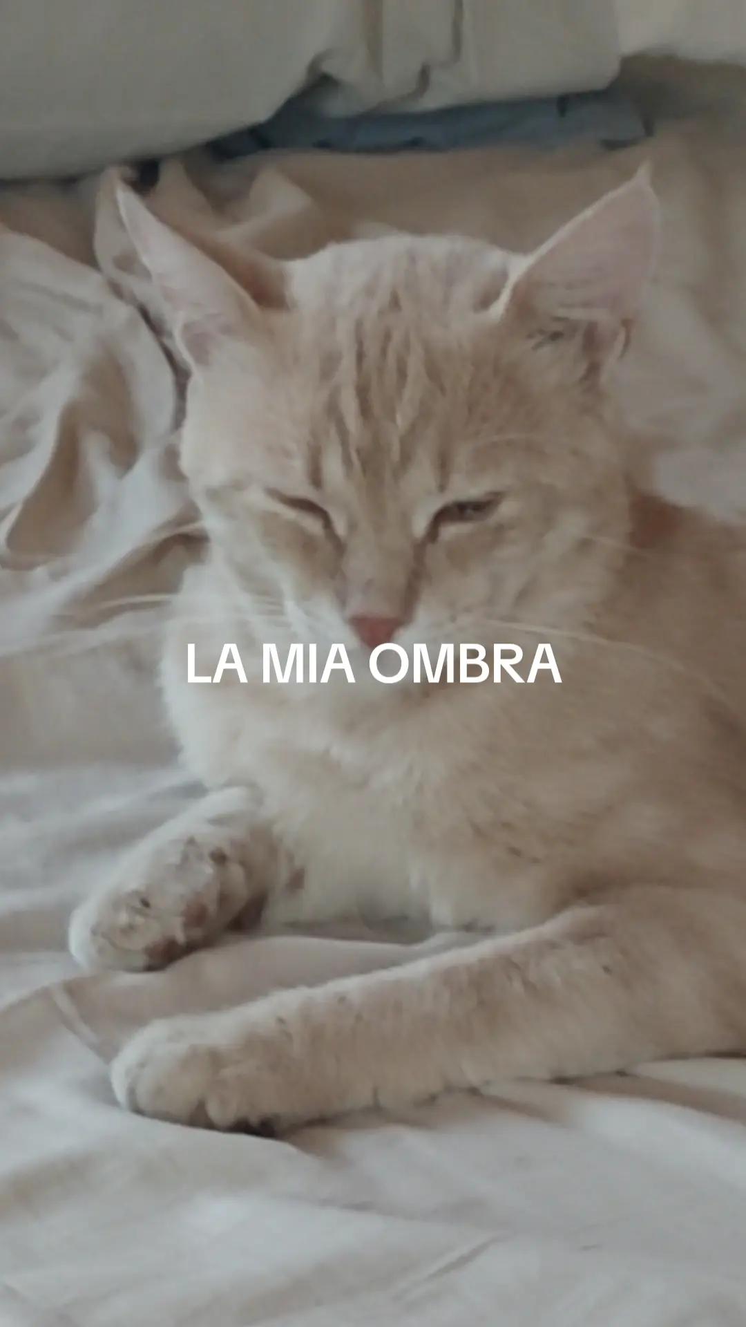 @Mauro Giganti