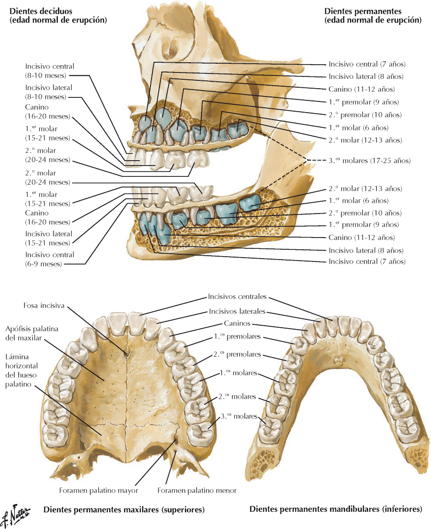 @Pasi&oacute;n por la Anatom&iacute;a